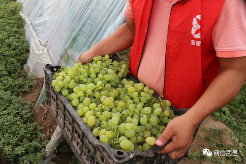 電商助力食用油銷售，破解農產品滯銷難題